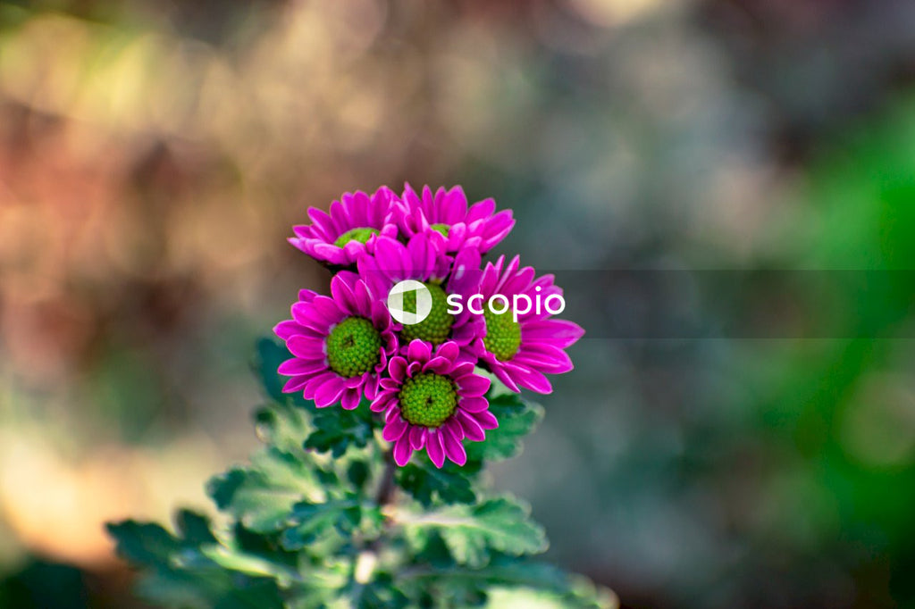 Purple flower in tilt shift lens