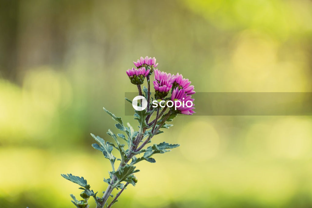 Purple flower in tilt shift lens