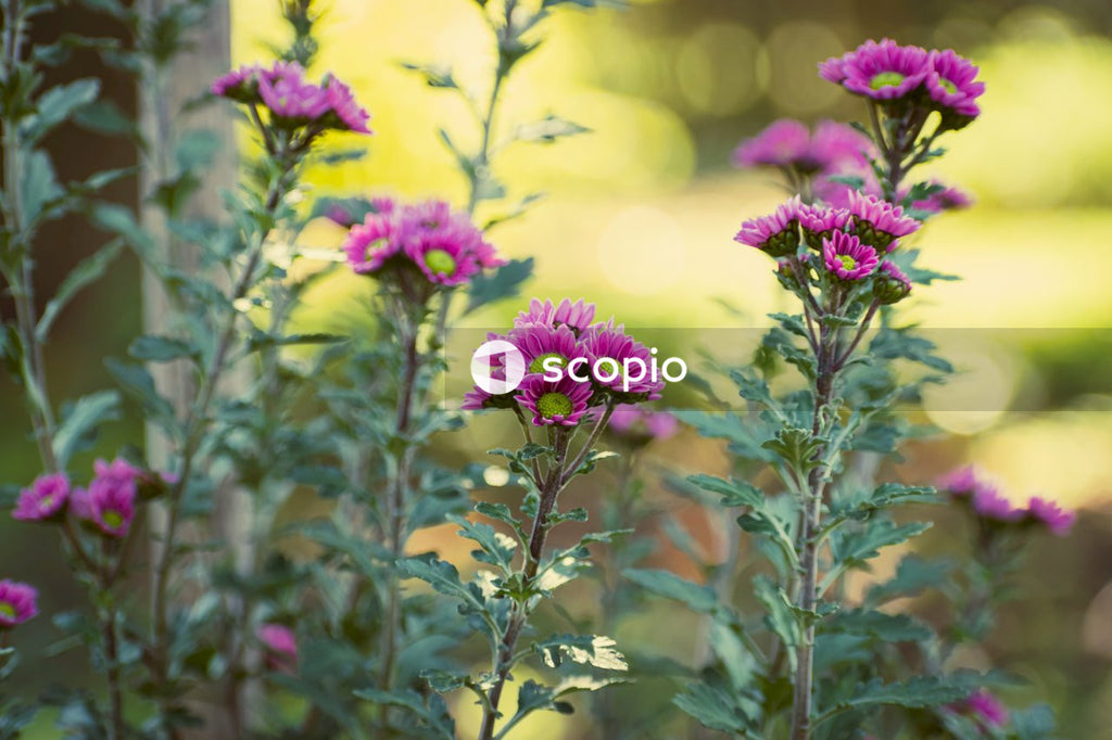 Purple flower in tilt shift lens