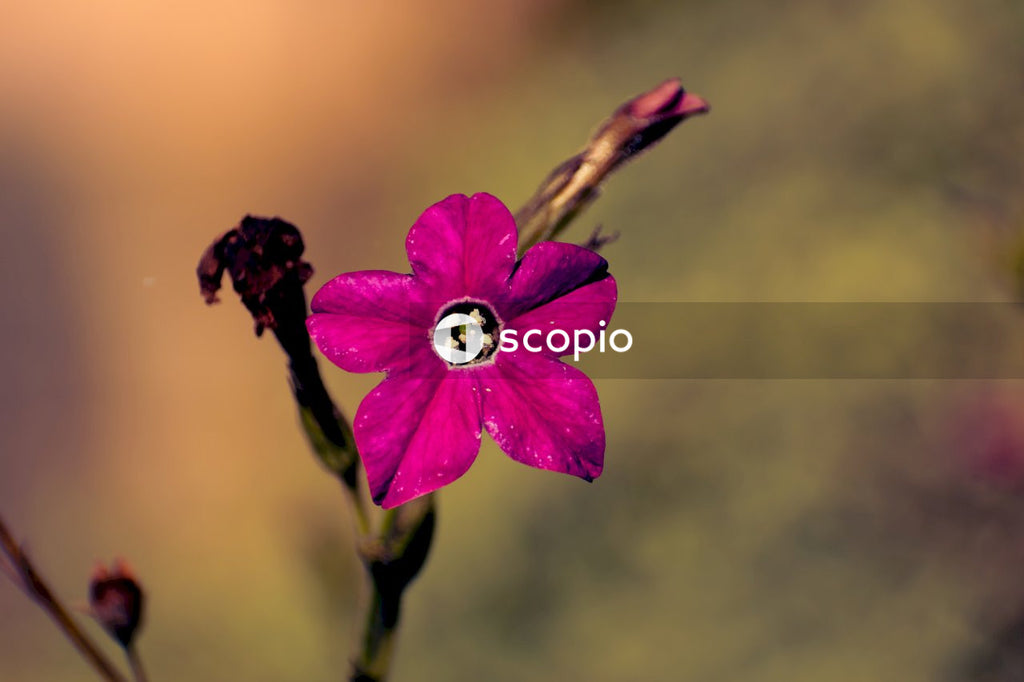 Purple flower in tilt shift lens