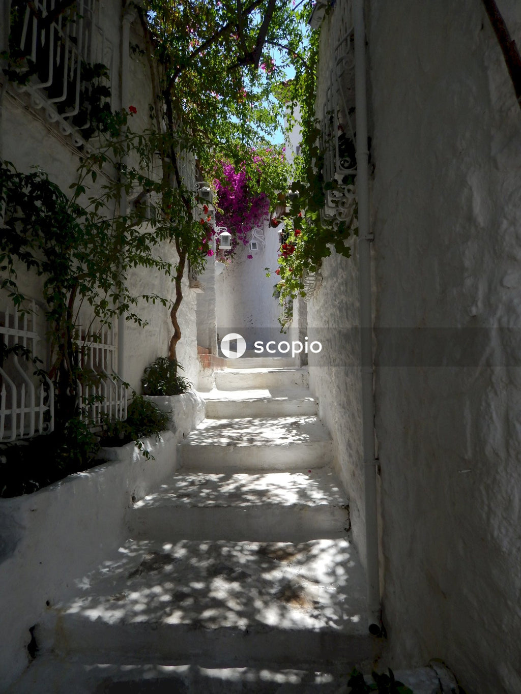 Purple flower on white concrete staircase
