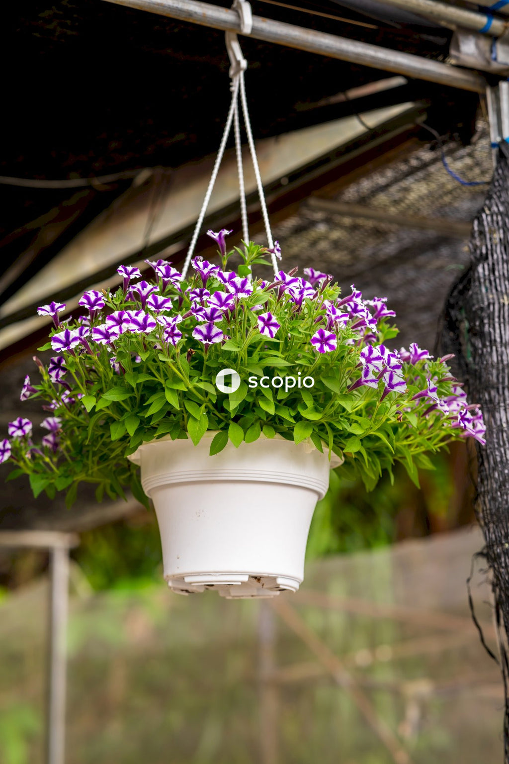 Purple flowers in white ceramic pot