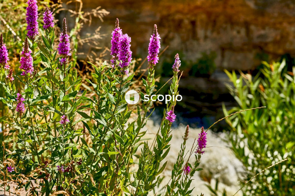 Purple flowers near body of water