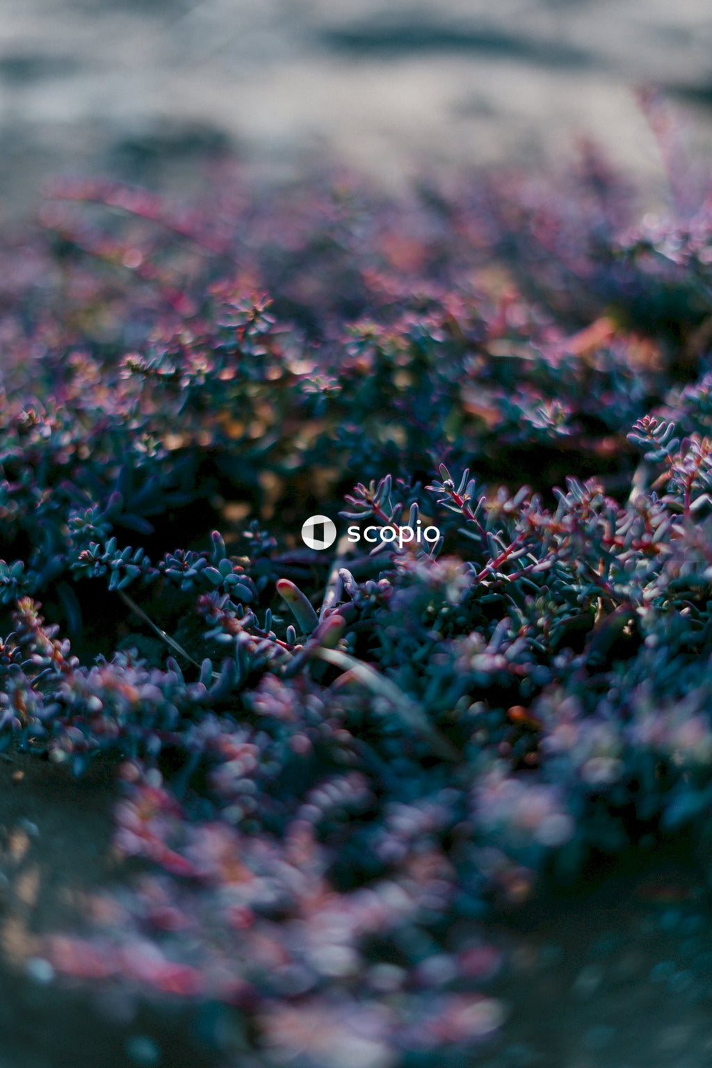 Purple flowers on brown grass
