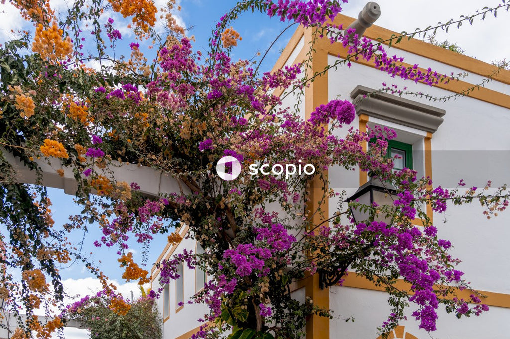 Purple flowers on white concrete building