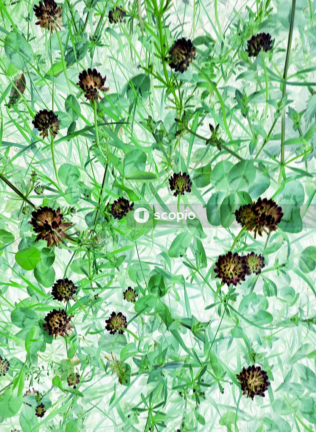 Purple flowers with green leaves