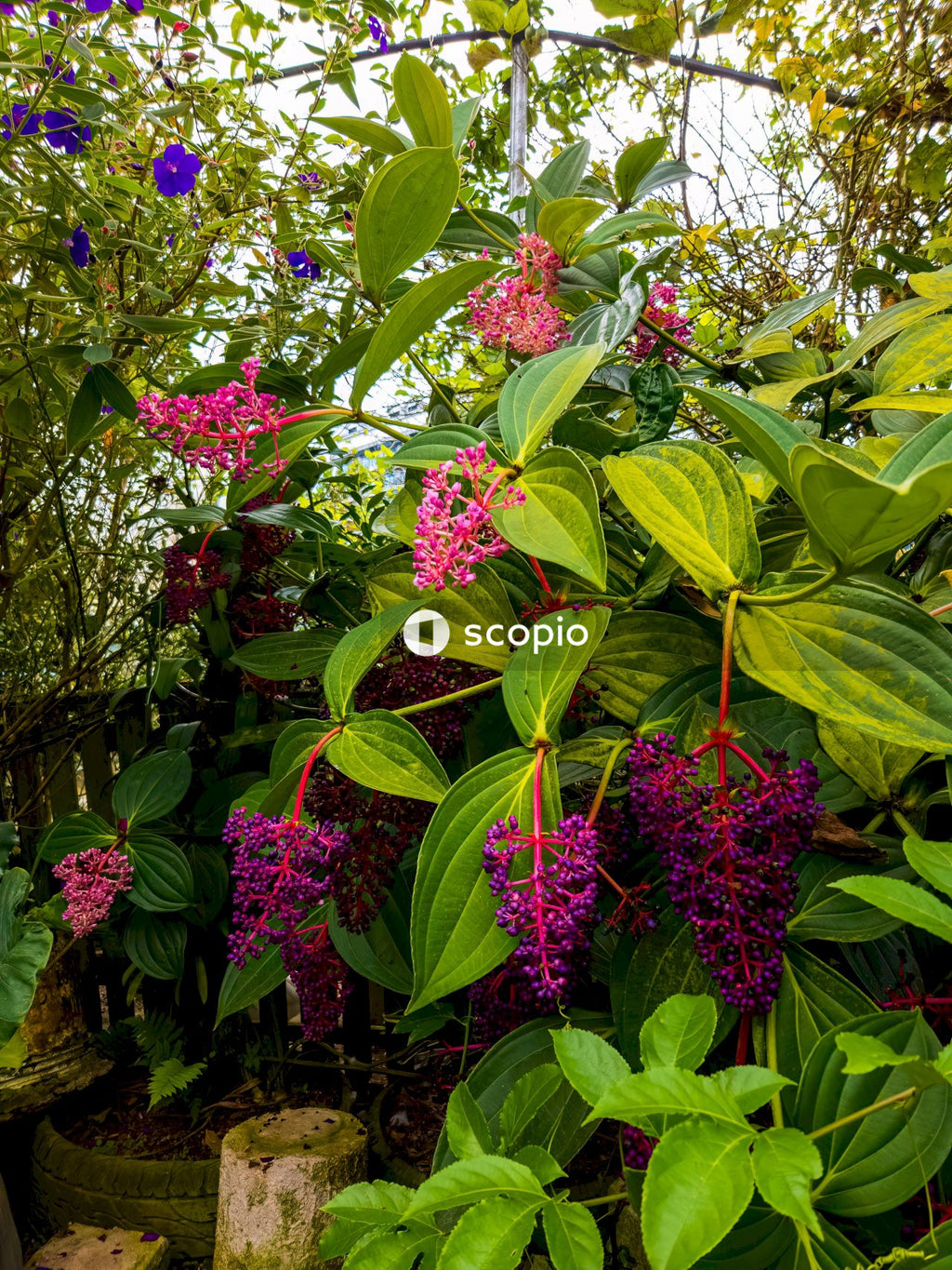 Purple flowers with green leaves