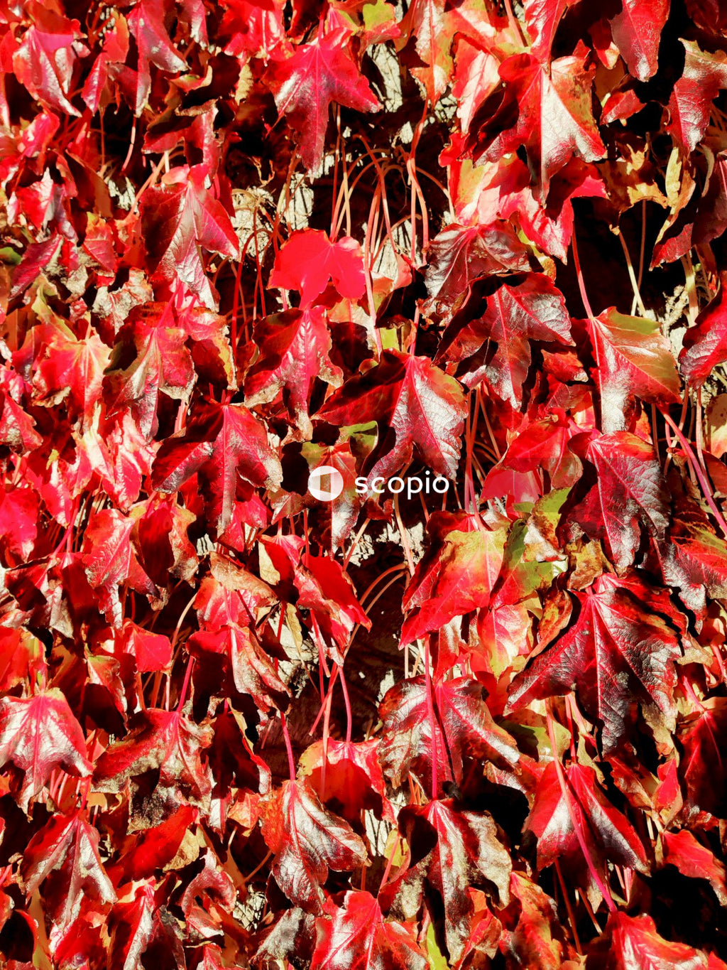 Red and brown leaves on ground