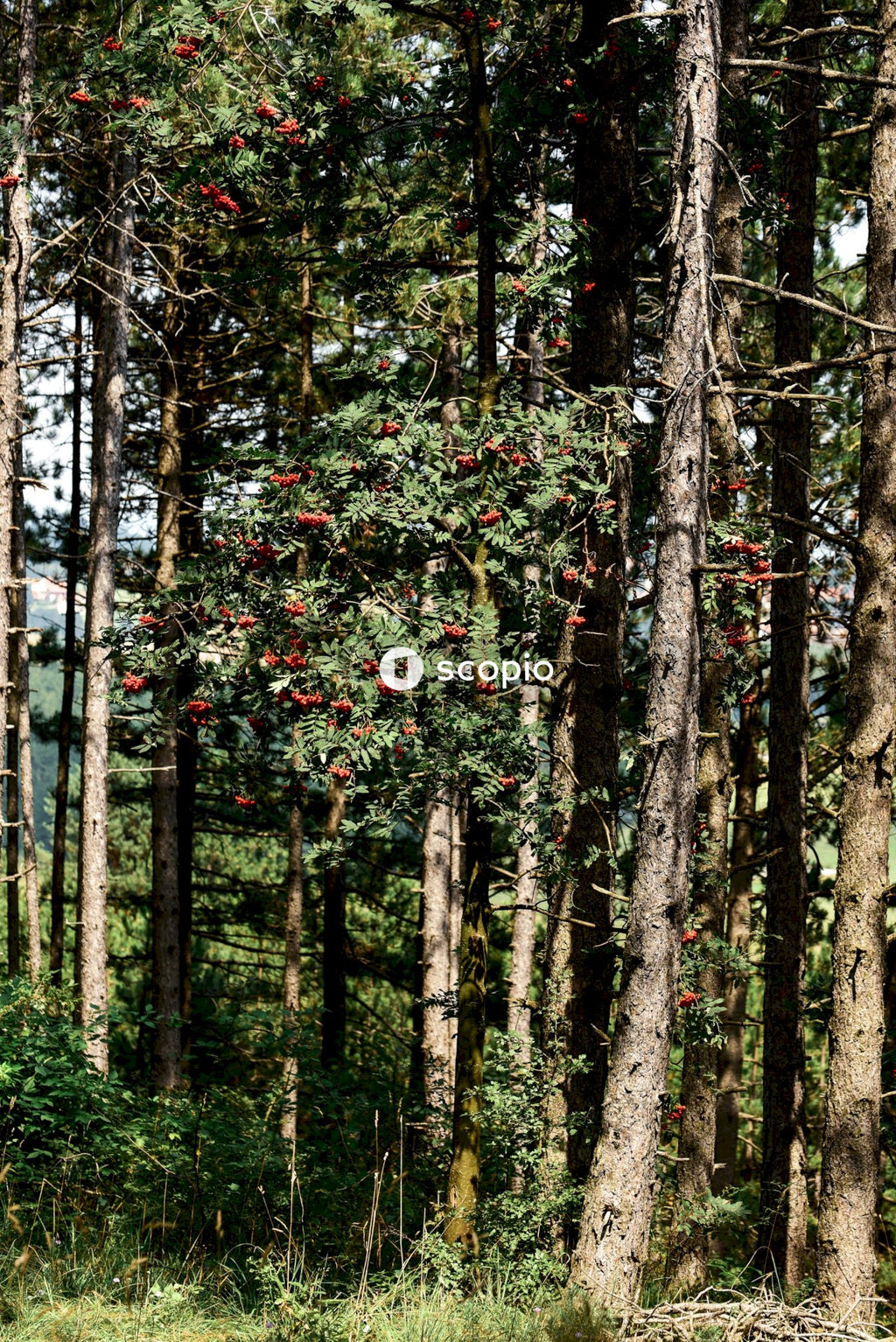 Red and green leaf trees