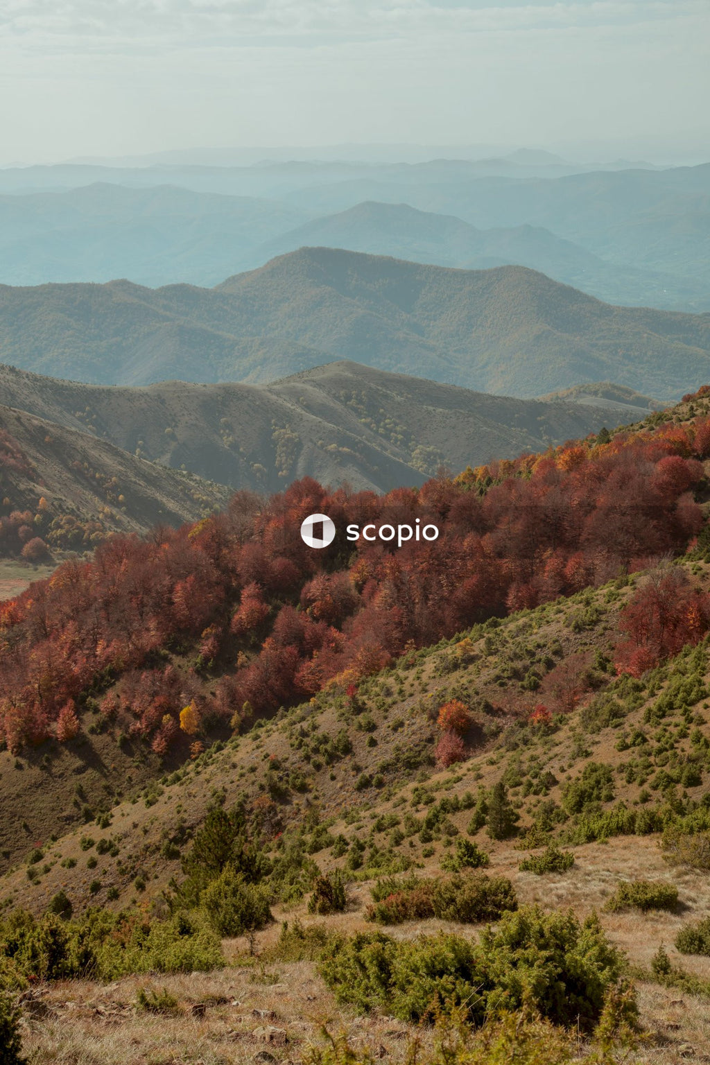 Red and green trees on mountain