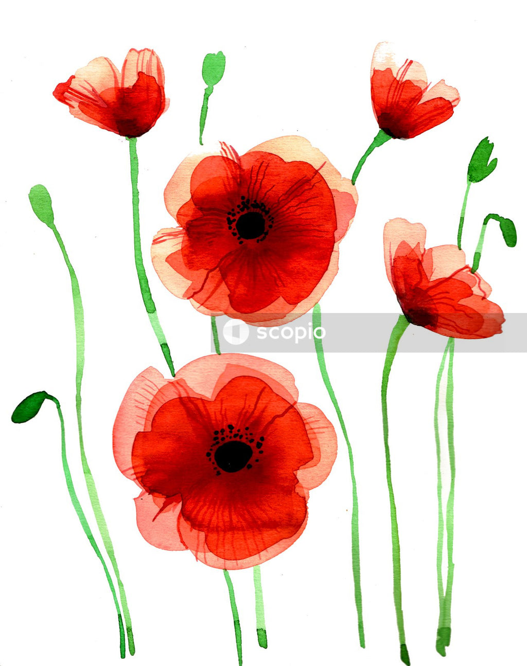 Red and white flower illustration