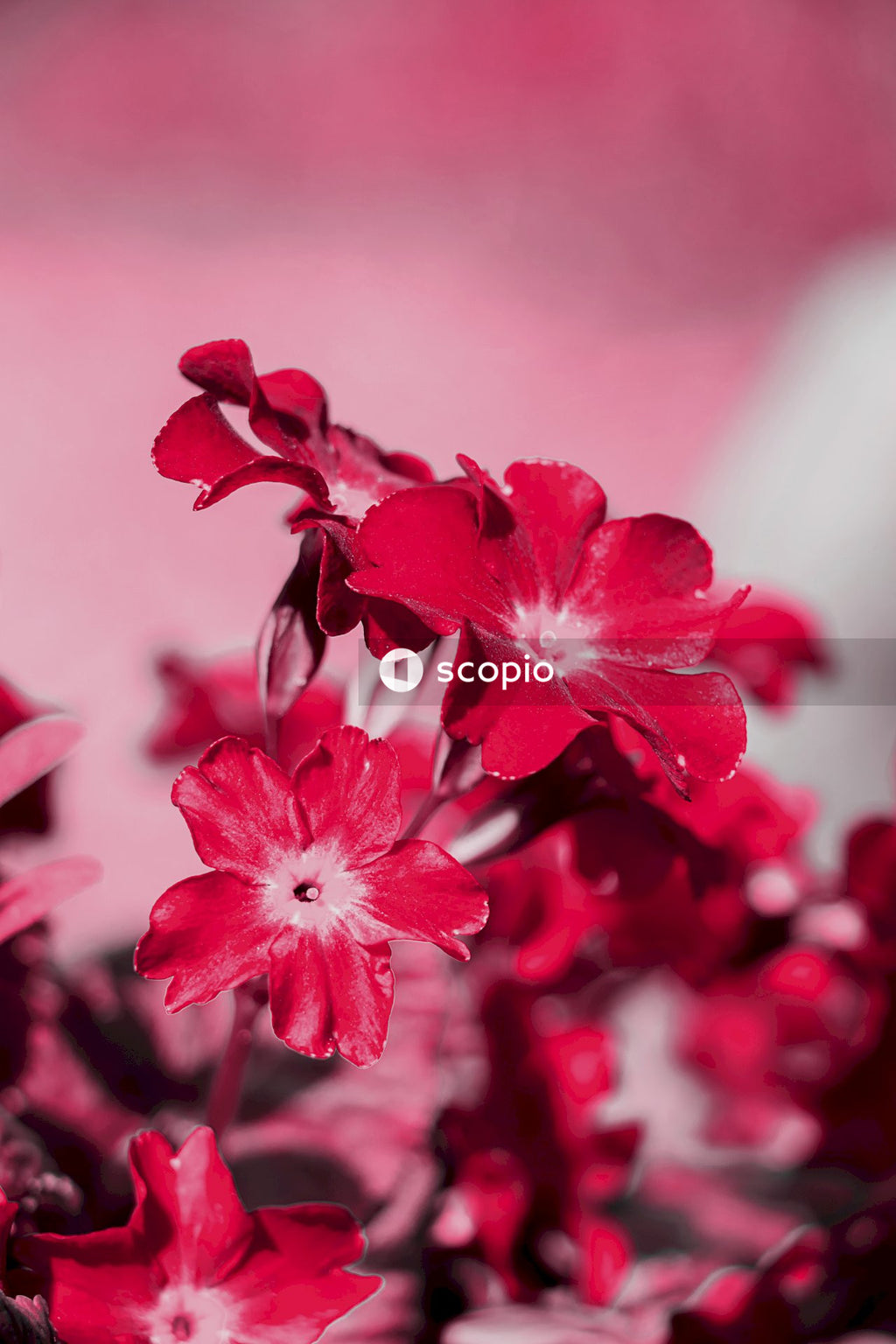 Red and white flower in tilt shift lens
