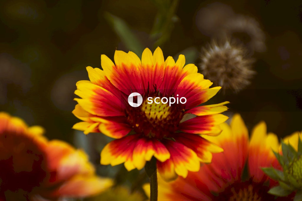 Red and yellow flower in tilt shift lens