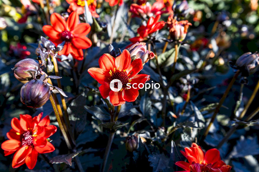 Red and yellow flowers in tilt shift lens
