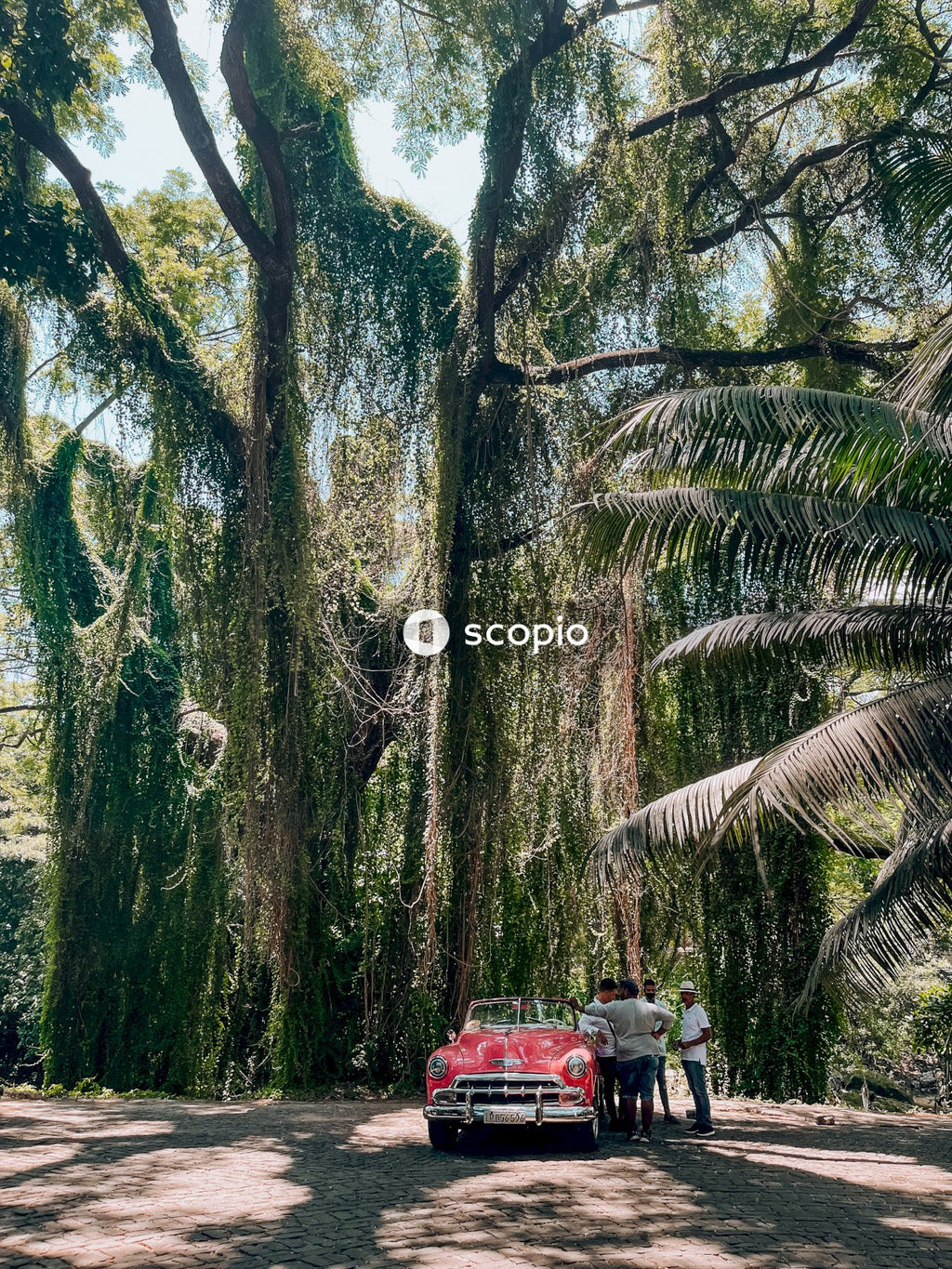 Red car on road between palm trees