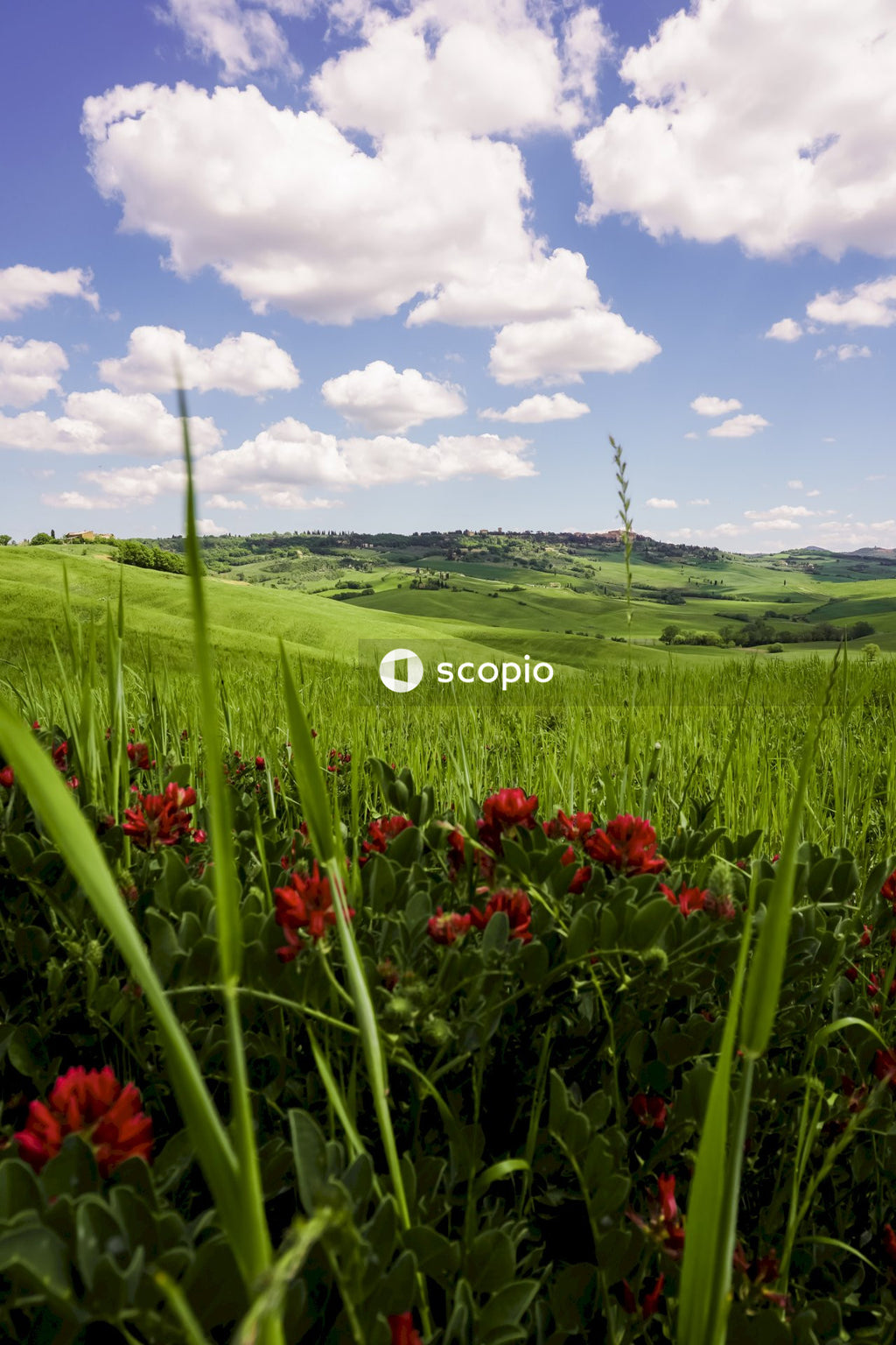 Red flower field under blue sky