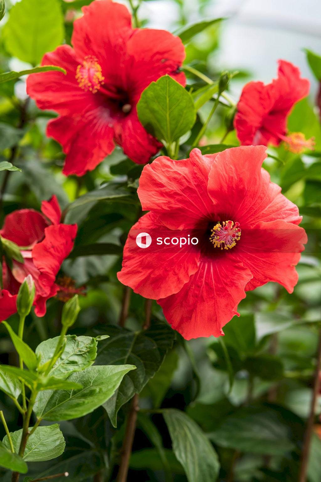 Red flower in tilt shift lens