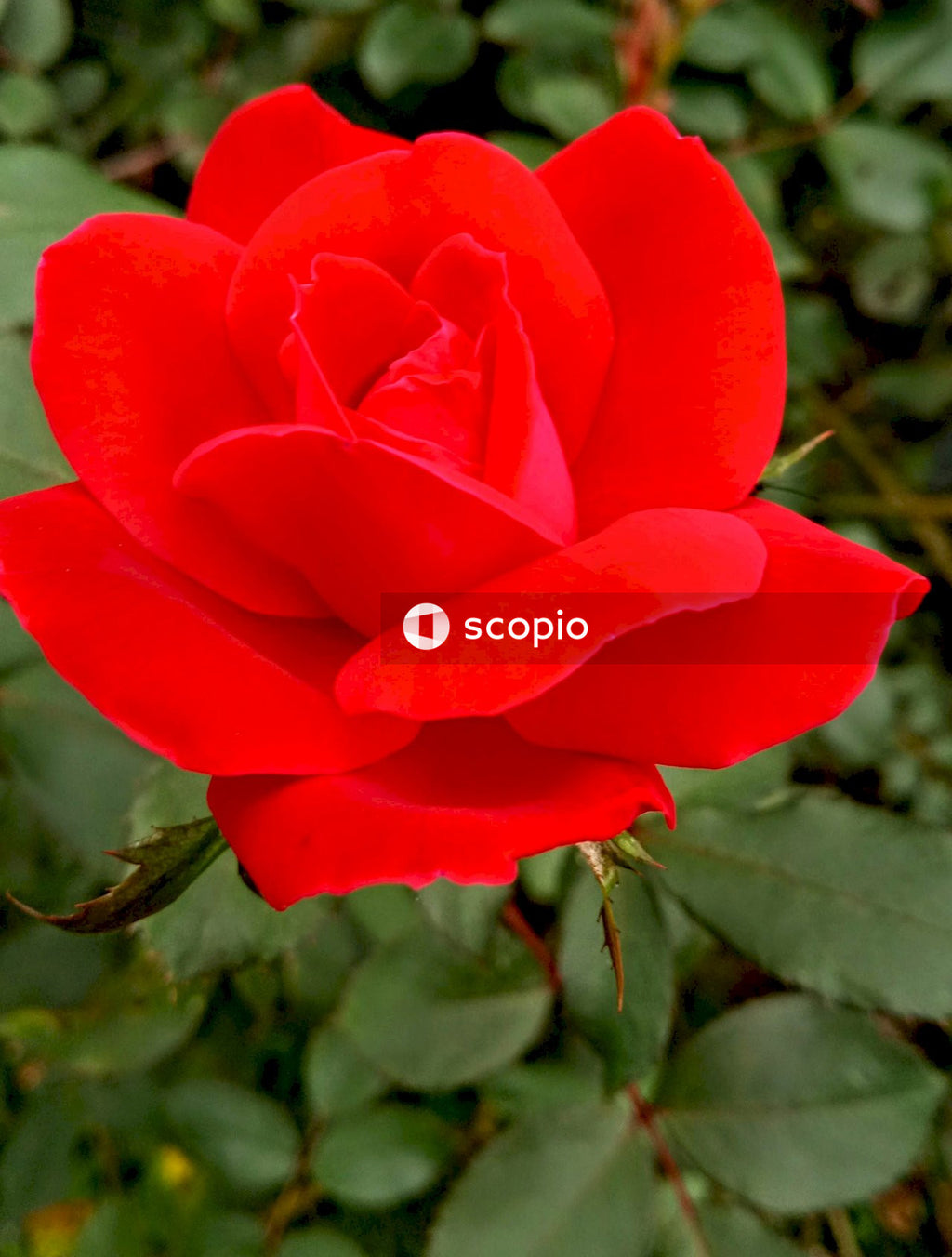 Red flower in tilt shift lens