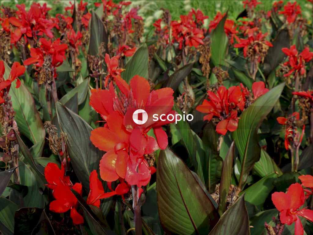 Red flower with green leaves