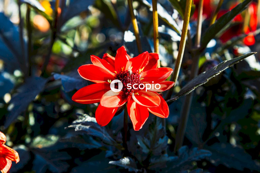 Red flower with green leaves