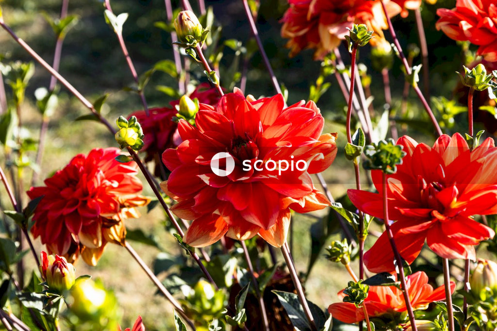 Red flowers in tilt shift lens