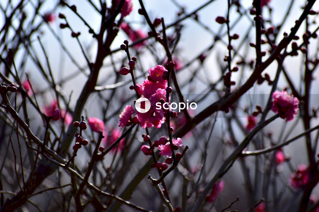 Red flowers on brown stem