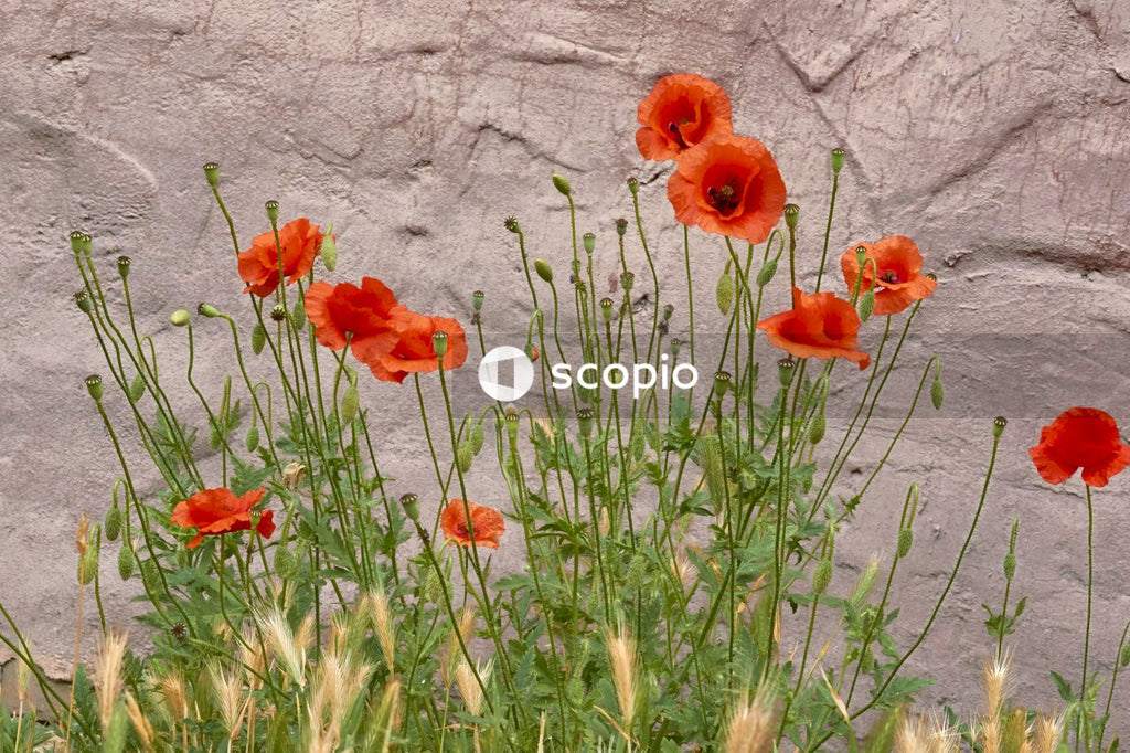 Red flowers on gray concrete wall