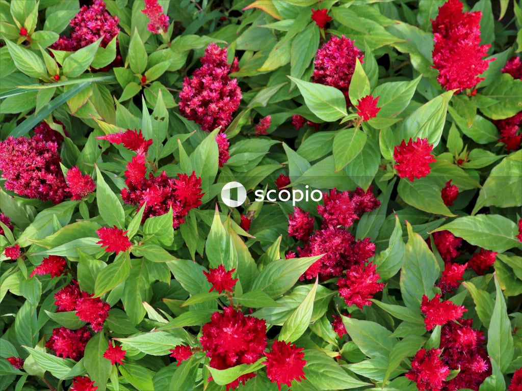 Red flowers with green leaves