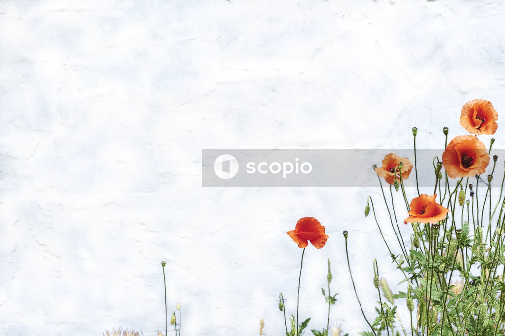 Red flowers with green leaves