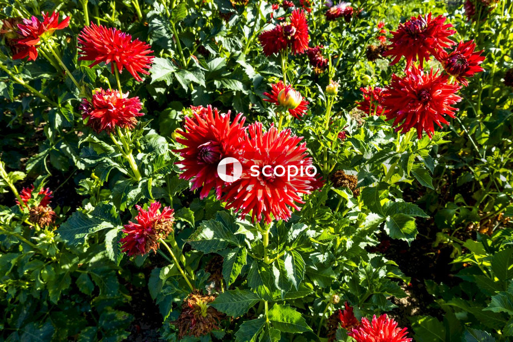 Red flowers with green leaves