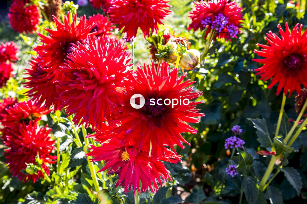 Red flowers with green leaves