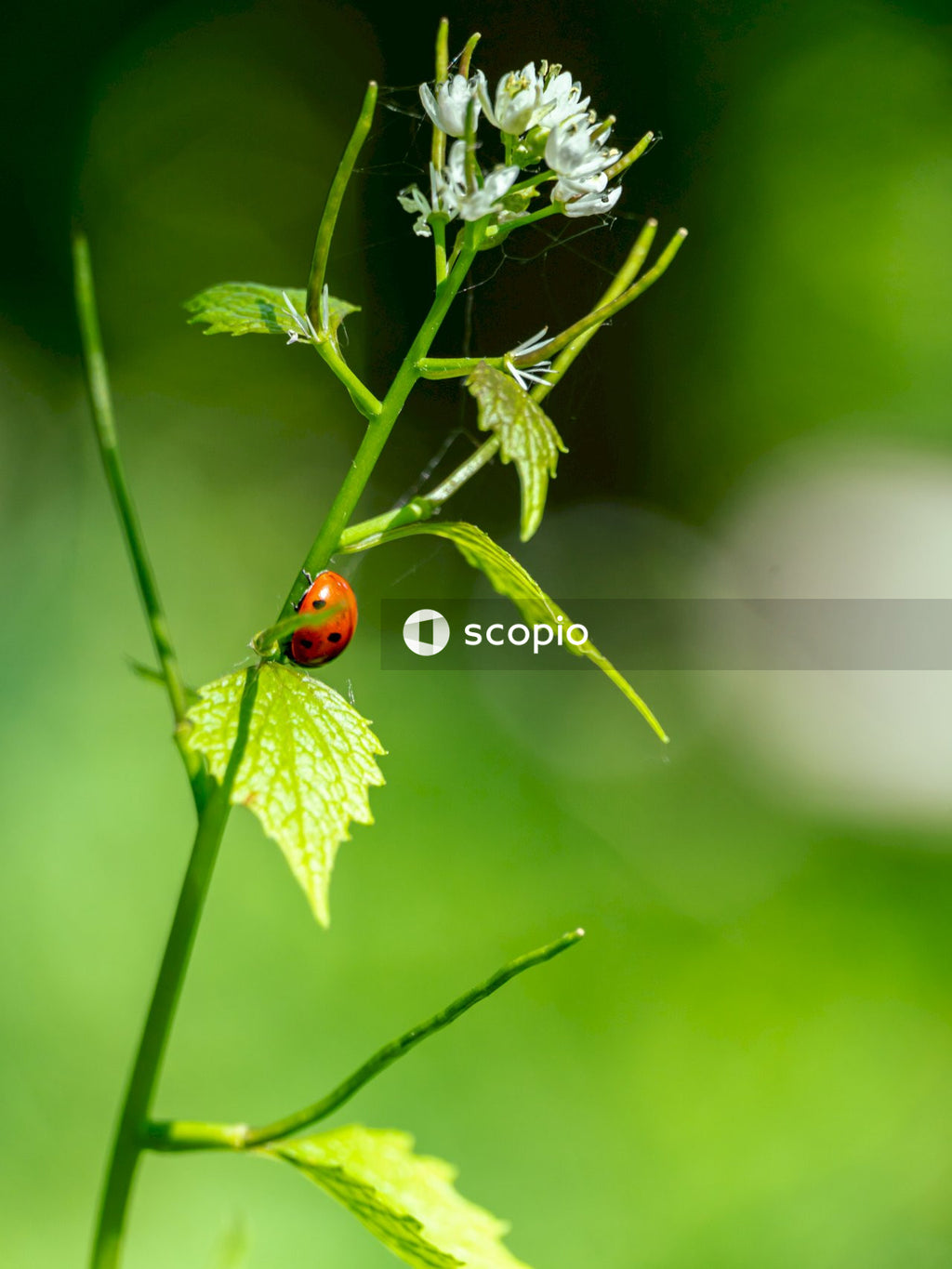 Red ladybug perched on green plant