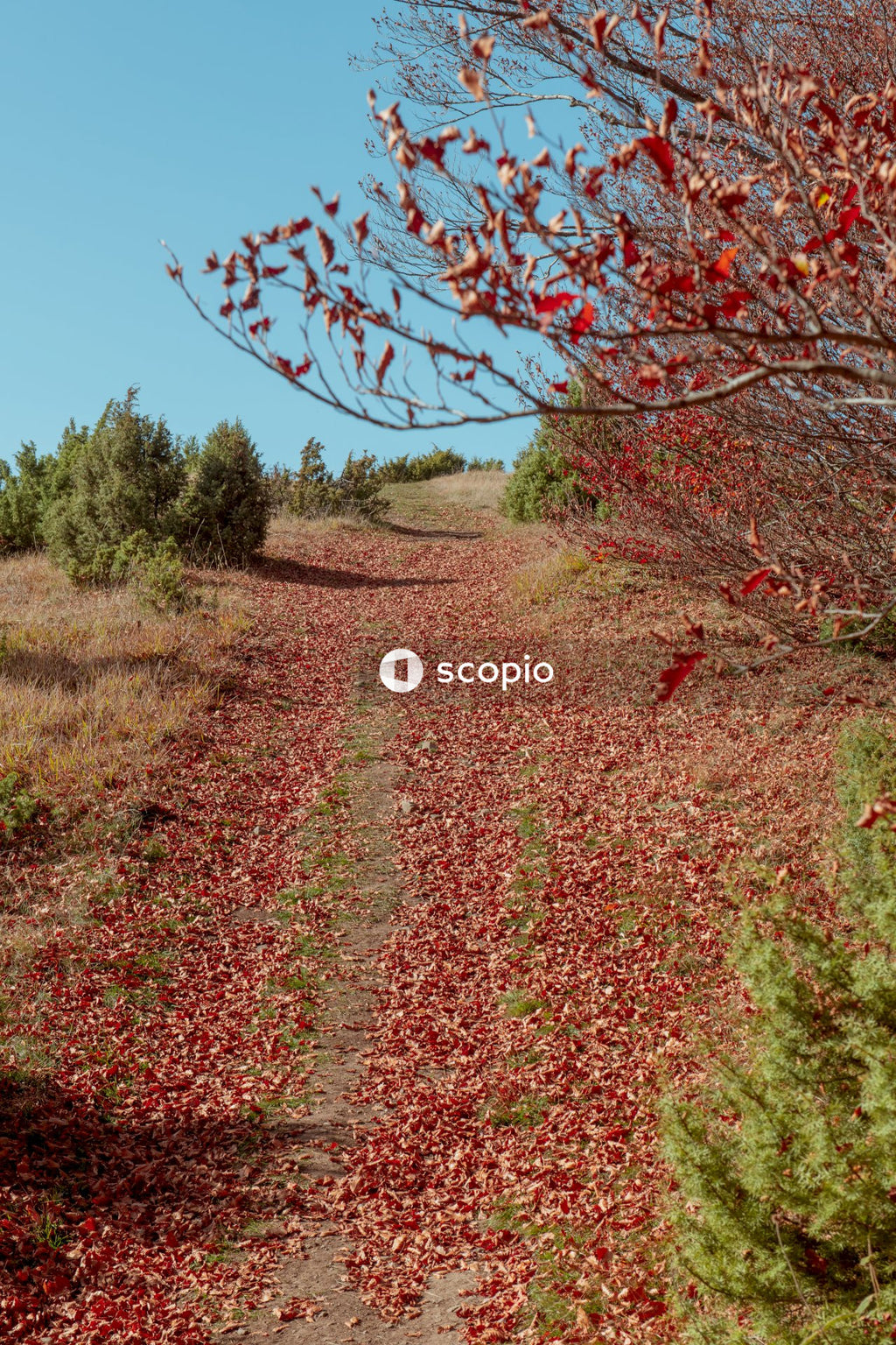 Red leaves tree on green grass field
