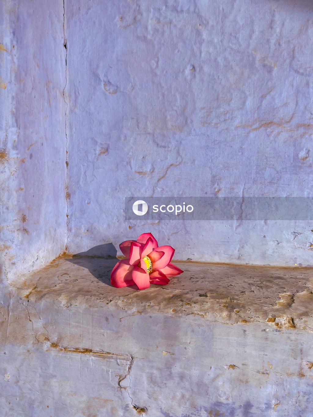 Red rose on brown wooden table