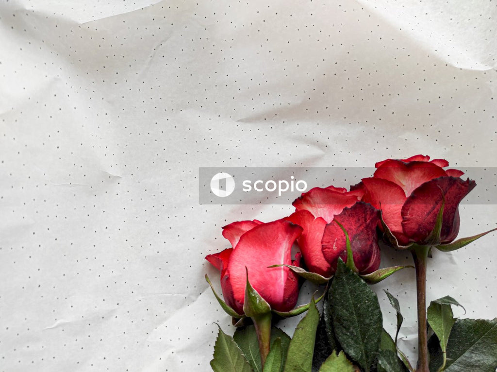 Red rose on white textile