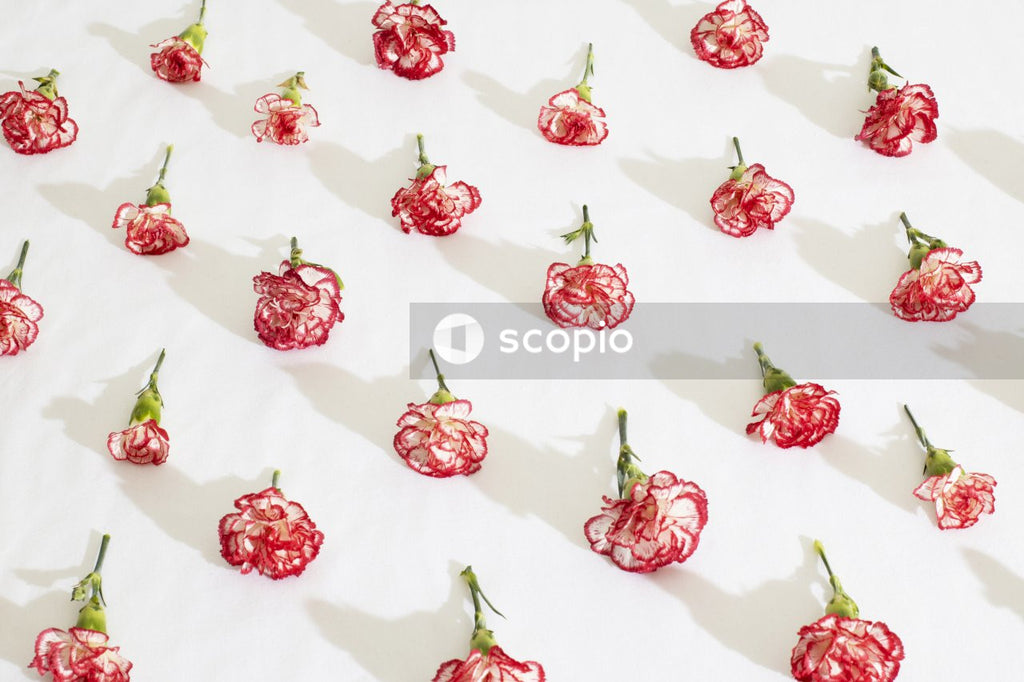 Red rose petals on white textile