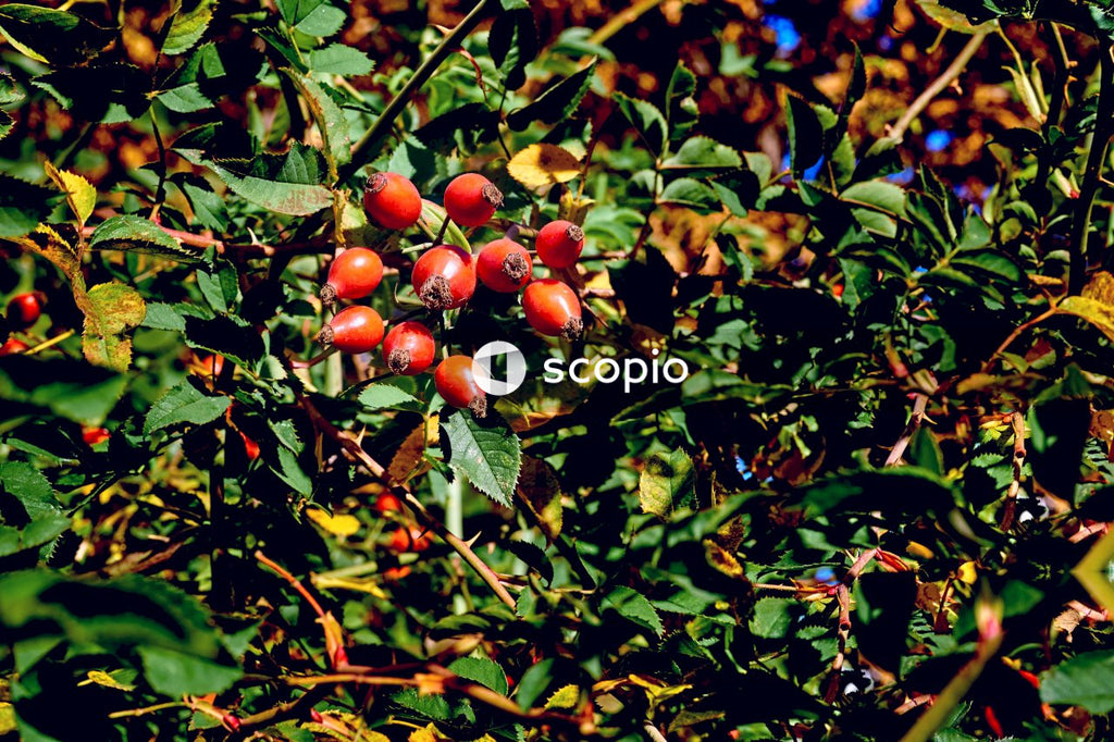 Red round fruits on green leaves