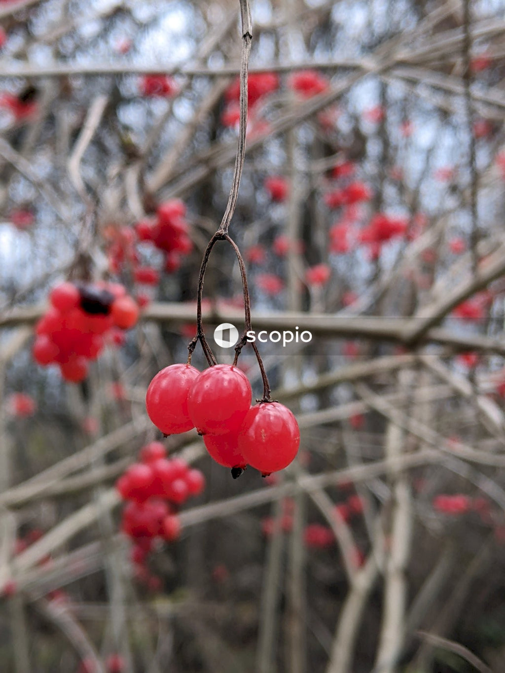 Red round fruits on tree branch