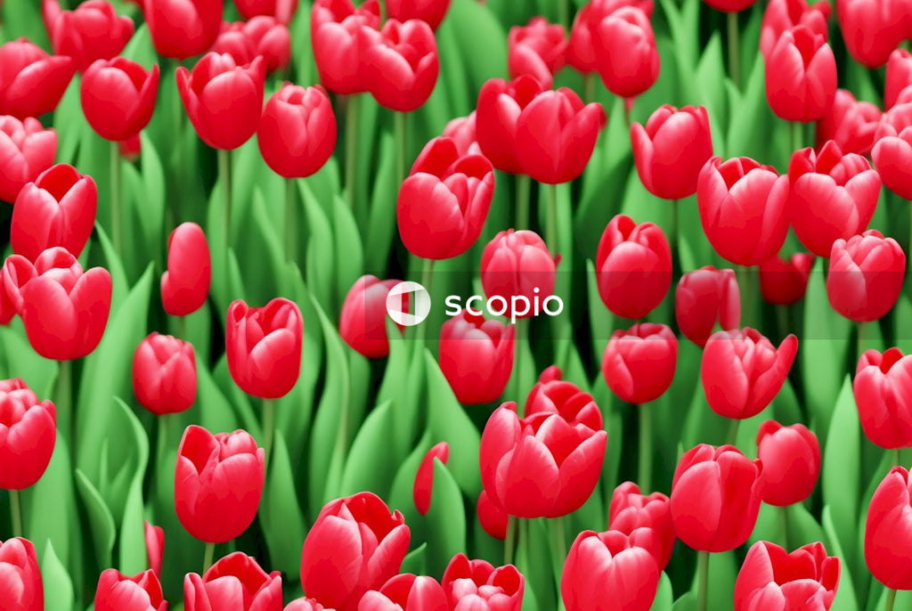 Red tulips in bloom
