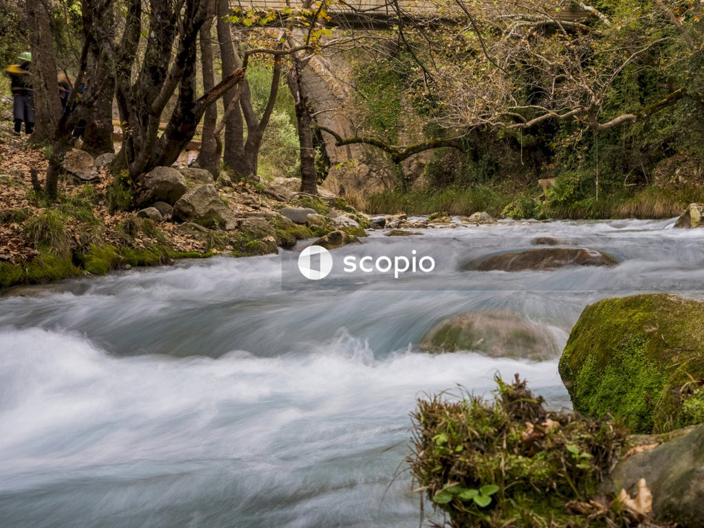 River in the middle of forest