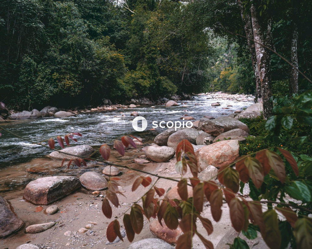 River in the middle of forest