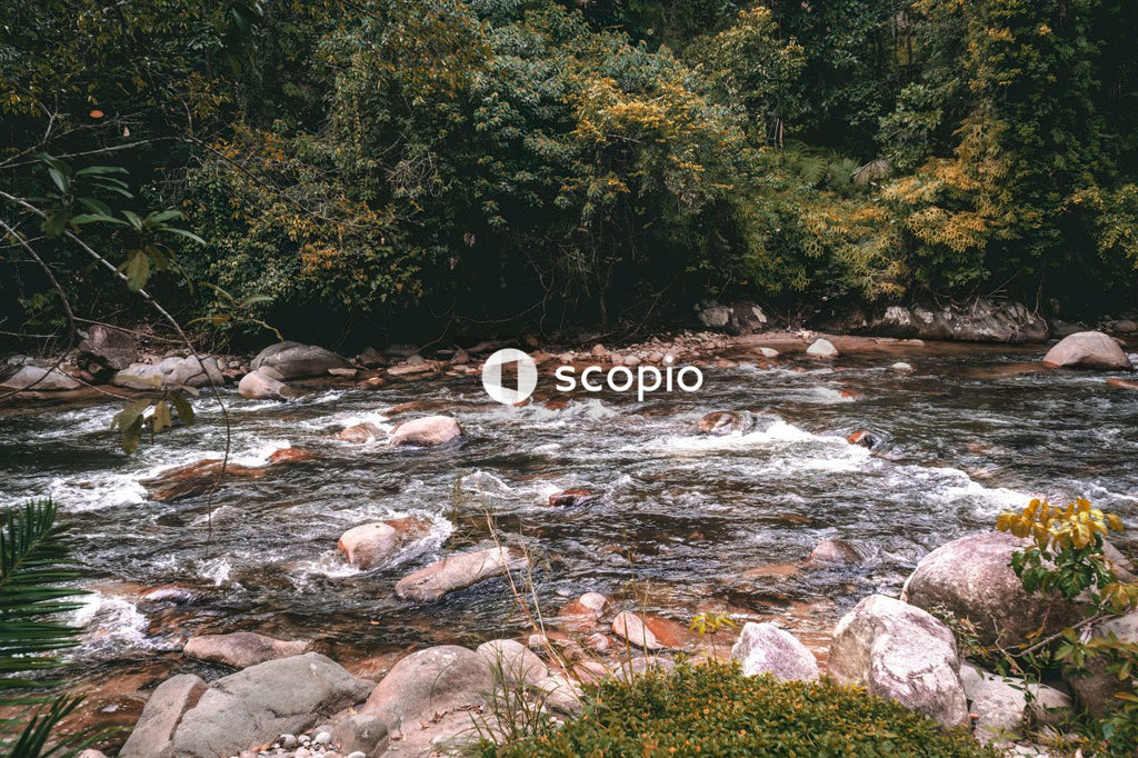 River in the middle of forest