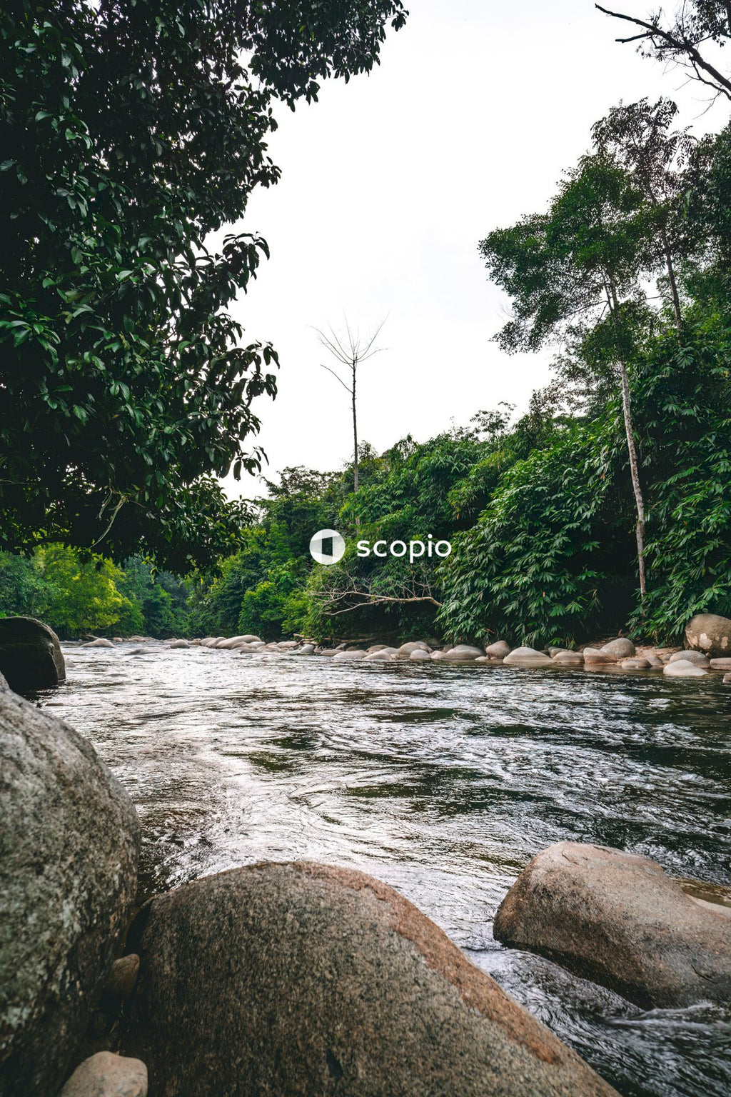 River in the middle of green trees