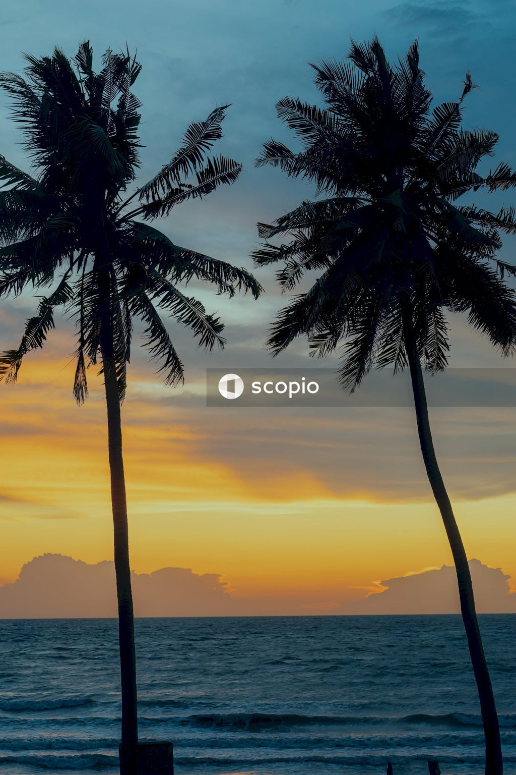 Silhouette of palm tree during sunset