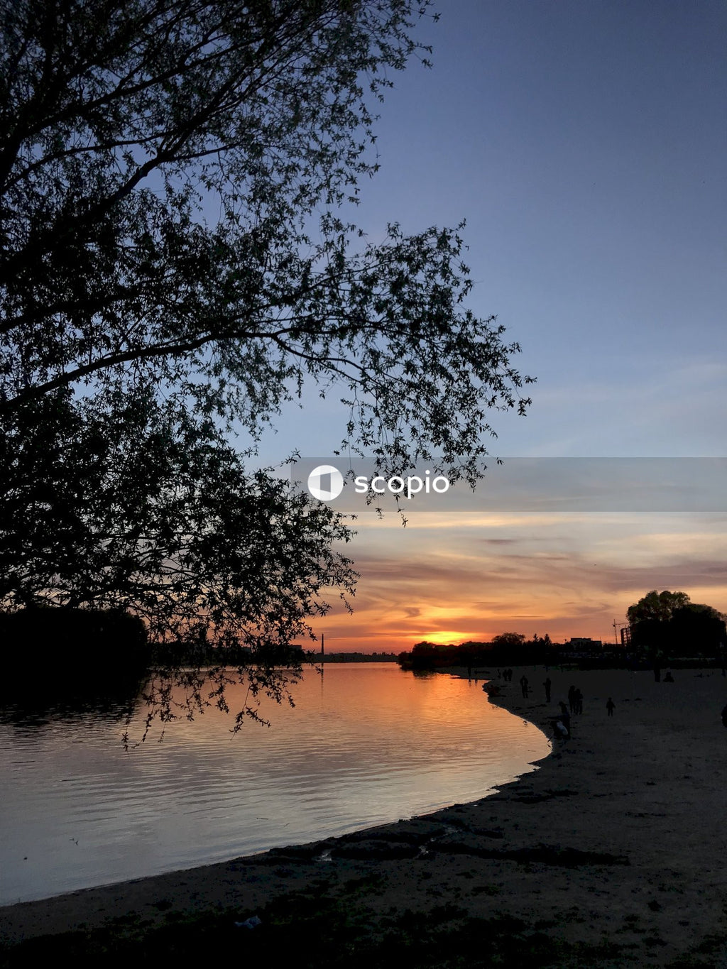 Silhouette of trees near body of water during sunset
