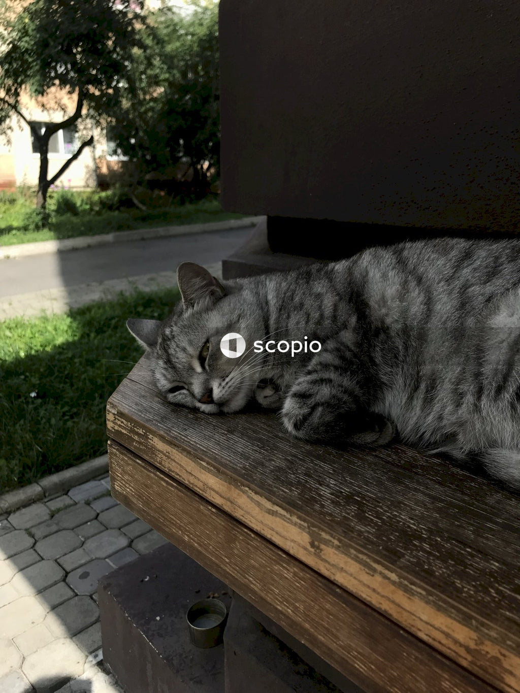 Silver tabby cat on brown wooden table