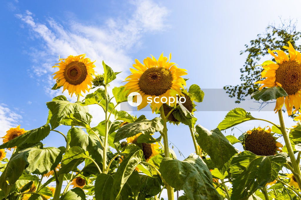 Sunflower field under blue sky