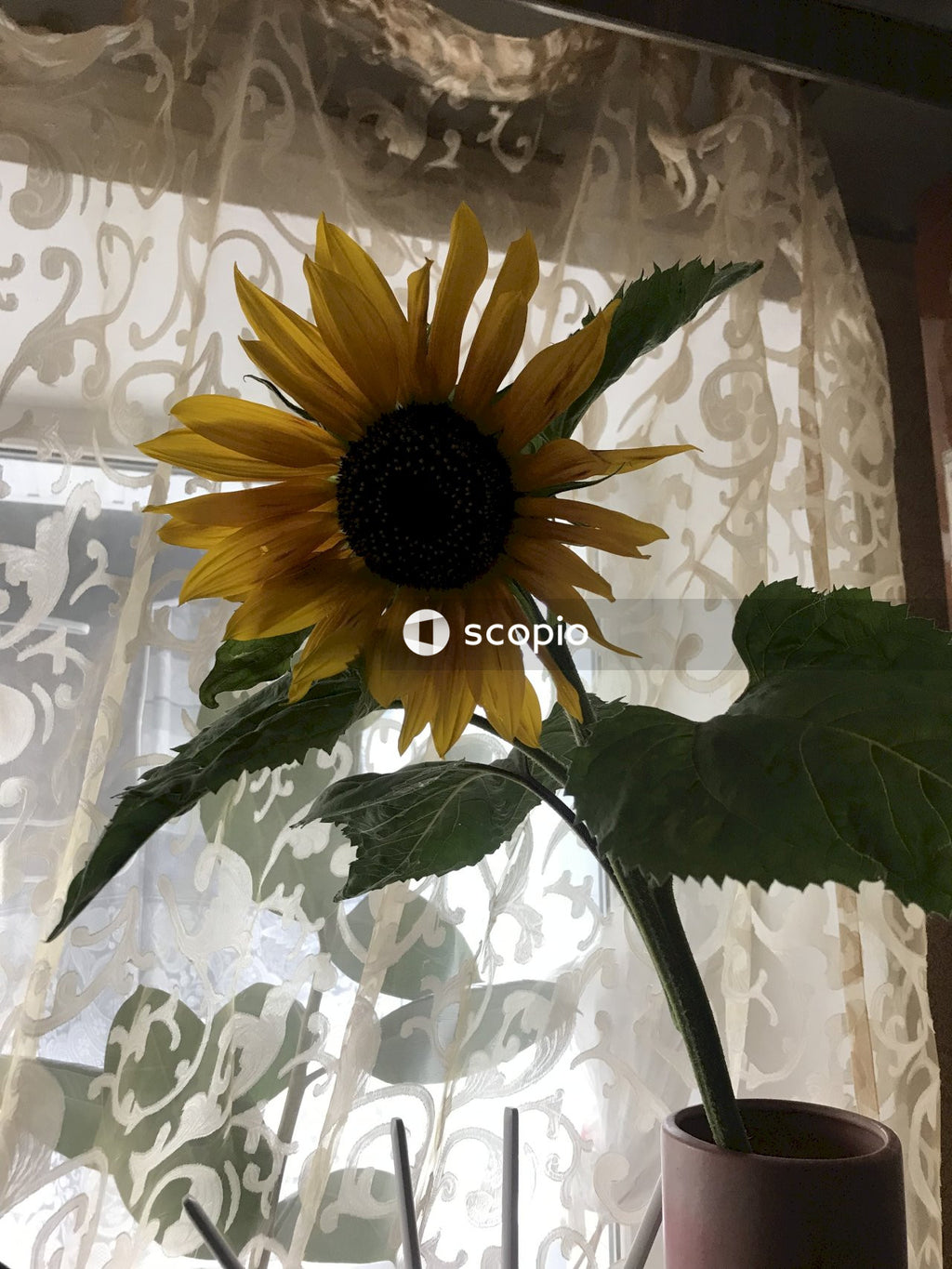 Sunflower in bloom