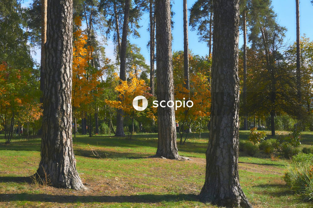 Three pine trunks among deciduous trees in an autumn park