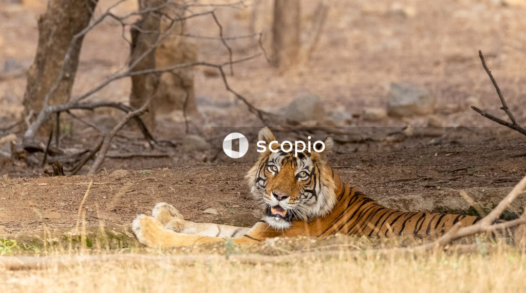 Tiger lying on brown soil